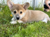 Photos supplémentaires: Chiots Welsh Corgi Pembroke