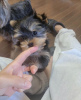 Photo №1. yorkshire terrier - à vendre en ville de Berlin | 203€ | Annonce №119338