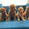 Photo №3. Chiots Labradoodle Entreprise WhatsApp 37256062792. La finlande