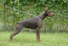 Photos supplémentaires: L'élevage Doberman 