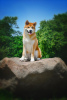 Photos supplémentaires: Garçon Akita Inu (Hachiko)