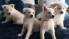 Photo №1. berger blanc suisse - à vendre en ville de Płock | 930€ | Annonce №46101