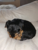 Photos supplémentaires: Les bébés Yorkshire Terrier sont disponibles sur réservation. Vendre