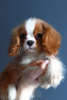 Photo №1. cavalier king charles spaniel - à vendre en ville de Zürich | 1442€ | Annonce №29814