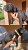 Photo №1. cane corso - à vendre en ville de Zrenjanin | négocié | Annonce №103692