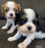 Photo №1. cavalier king charles spaniel - à vendre en ville de Milan | 350€ | Annonce №110892