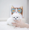 Photo №4. Je vais vendre bichon maltais en ville de New york. annonce privée, de la fourrière - prix - 568€