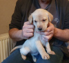 Photo №1. labrador retriever - à vendre en ville de Даллас | négocié | Annonce №22347