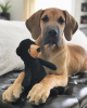 Photo №1. dogue allemand - à vendre en ville de Berne | 560€ | Annonce №80040