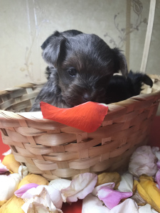 Photo №1. yorkshire terrier - à vendre en ville de Moscou | 215€ | Annonce №1617