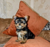 Photo №1. yorkshire terrier - à vendre en ville de Helsinki | 331€ | Annonce №127514