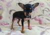 Photo №3. Fille russe Toy Terrier. Ouzbekistan