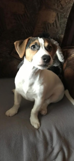 Photo №3. Charmante fille Jack Russell Terrier avec de très beaux yeux à la recherche de. Fédération de Russie