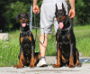 Photos supplémentaires: Chiots Doberman - ligne de travail (socialisés/pré-entraînés)