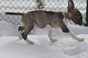 Photos supplémentaires: Chiots Bull Terrier miniatures