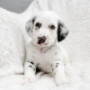 Photo №4. Je vais vendre dalmatien en ville de Vienna. annonce privée - prix - 379€