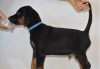 Photo №1. dobermann - à vendre en ville de Homer | 284€ | Annonce №51095