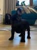 Photo №1. bouledogue - à vendre en ville de Berlin | Gratuit | Annonce №20936