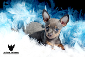 Photo №2 de l'annonce № 6416 de la vente petit chien russe - acheter à Fédération de Russie de la fourrière