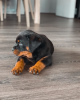 Photo №4. Je vais vendre rottweiler en ville de Gothenburg. éleveur - prix - 473€