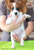 Photo №1. jack russell terrier - à vendre en ville de Paniówki | 1600€ | Annonce №107631