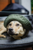 Photo №1. chien bâtard - à vendre en ville de Москва | Gratuit | Annonce №67353