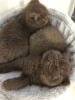 Photo №1. british shorthair - à vendre en ville de Bonn | 300€ | Annonce № 123354