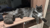 Photo №1. maine coon - à vendre en ville de Ufa | négocié | Annonce № 115139