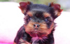 Photo №1. chihuahua, yorkshire terrier - à vendre en ville de Berlin | 284€ | Annonce №97259