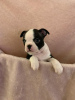 Photo №3. Adorables chiots Boston Terrier en adoption gratuite. Allemagne