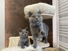 Photo №4. Je vais vendre british shorthair en ville de Bydgoszcz. éleveur - prix - négocié