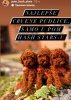 Photo №3. Caniche jouet ours en peluche. Serbie