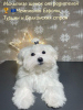 Photo №1. bichon maltais - à vendre en ville de Chisinau | négocié | Annonce №87218