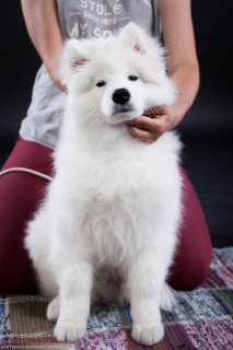 Photos supplémentaires: Samoyed. Super garçon