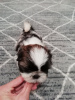 Photo №1. shih tzu - à vendre en ville de Riga | 500€ | Annonce №30197