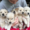 Photo №3. Chiots golden retriever mignons et en bonne santé disponibles maintenant à la. Australie