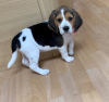 Photo №2 de l'annonce № 11128 de la vente beagle - acheter à Biélorussie annonce privée