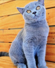 Photo №4. Je vais vendre british shorthair en ville de Munich. annonce privée - prix - 473€