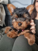 Photo №1. yorkshire terrier - à vendre en ville de Regensburg | 265€ | Annonce №119356