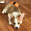 Photo №1. welsh corgi - à vendre en ville de Штутгарт | 350€ | Annonce №127284