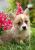 Photo №4. Je vais vendre welsh corgi en ville de Bačka Topola. éleveur - prix - négocié