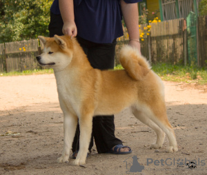 Photo №2 de l'annonce № 7311 de la vente akita (chien) - acheter à Fédération de Russie de la fourrière