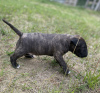 Photo №3. Bull terrier bull terrier standard FCI mâle/femelle. Pologne