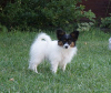 Photo №3. Chiots Papillon du chenil !. Ukraine