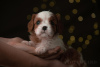 Photo №3. Chiots Cavalier King Charles Spaniel. Allemagne
