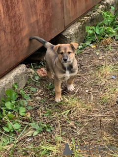 Photo №1. chien bâtard - à vendre en ville de Saint-Pétersbourg | Gratuit | Annonce №7272