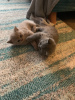 Photo №1. british shorthair - à vendre en ville de Алкмар | 300€ | Annonce № 109054