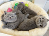 Photo №1. british shorthair - à vendre en ville de Berlin | négocié | Annonce № 117745