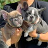 Photo №2 de l'annonce № 84231 de la vente bouledogue - acheter à La finlande annonce privée