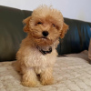 Photos supplémentaires: Chiots Maltipoo